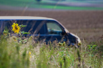 Sonnenblume mit Sonnenblumenfeld im Vordergrund im sommerlichen ländlichem Umfeld.  Im Hintergrund erkennbar ein Campervan Kleintransporter T5. 
