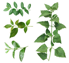 Green Jasmine leaves Bundle on white background, leaf isolated set, green leaf plant eco nature...