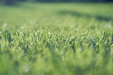 Background with green grass. Garden with bright grass used to create a green background, textured background with blur. High quality photo