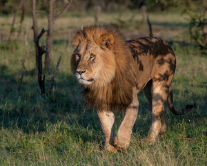 Male Lion, Masai Mara, Kenya