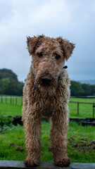 Airedale terrier curiously looking to camera for a portrait, standing in a green grassy field. The dog's coat gives the appearance of a teddy bear. Pet photography. 