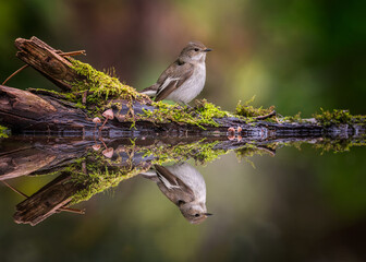 European pied flycatcher