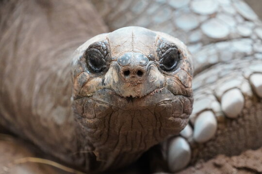 Aldabra giant tortoise