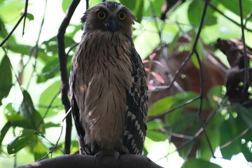 The Buffy Fish Owl (Bubo ketupu) is a species of owl found in various parts of Southeast Asia, including countries like Malaysia, Indonesia, Thailand, Myanmar, and others.|马来渔鸮	
