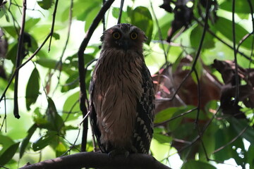 The Buffy Fish Owl (Bubo ketupu) is a species of owl found in various parts of Southeast Asia, including countries like Malaysia, Indonesia, Thailand, Myanmar, and others.|马来渔鸮	
