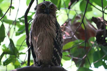 The Buffy Fish Owl (Bubo ketupu) is a species of owl found in various parts of Southeast Asia, including countries like Malaysia, Indonesia, Thailand, Myanmar, and others.|马来渔鸮	
