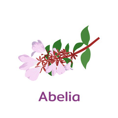 Abelia flowers with name vector illustration