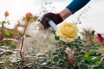 Close up of english Charles Darwin rose flower. Gardener sprays with insecticide fertilizer on...