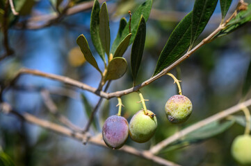 olives on branches on the island of Cyprus 3