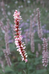 Obraz premium branch of a lilac