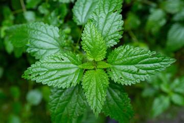 mint leaves in the garden