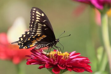 butterfly on flower