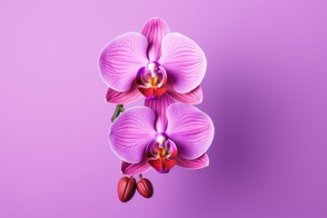 Pink orchid flower isolated on pink background. Close up