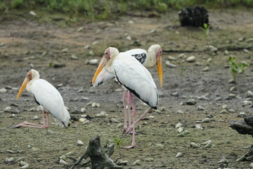 The Milky Stork (Mycteria cinerea) is a large wading bird belonging to the stork family, Ciconiidae. It is native to parts of Southeast Asia, particularly Malaysia, Indonesia, Thailand, and Singapore.