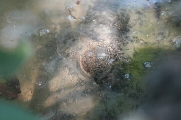 A baby saltwater crocodile, scientifically known as Crocodylus porosus, is an adorable yet potentially dangerous reptile. Saltwater crocodiles are the largest living reptiles in the world.|河口鱷|灣鱷