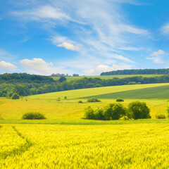 Fototapeta premium Golden wheat field and blue sky with clouds.