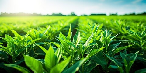 Field of vibrant green biofuel crops. - obrazy, fototapety, plakaty