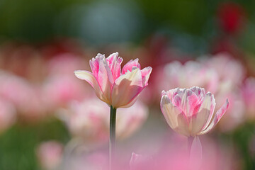 Fototapeta premium 湧別町チューリップ公園