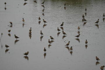 The Pacific Golden Plover (Pluvialis fulva), also known as the American Golden Plover, is a...