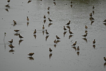 The Pacific Golden Plover (Pluvialis fulva), also known as the American Golden Plover, is a migratory bird species in the plover family, Charadriidae. |太平洋金斑鴴