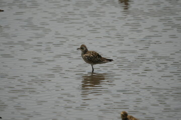 The Pacific Golden Plover (Pluvialis fulva), also known as the American Golden Plover, is a migratory bird species in the plover family, Charadriidae. |太平洋金斑鴴