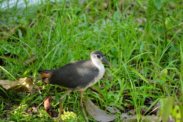 Amaurornis phoenicurus, commonly known as the white-breasted waterhen, is a species of bird...