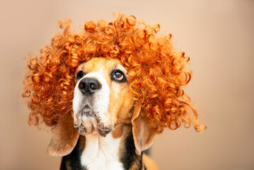 cute dog in a red curly wig dreams