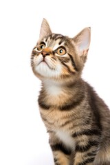 Playful funny kitten looking up isolated on a white background.