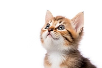 Fototapeta premium Playful funny kitten looking up isolated on a white background.