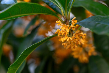 キンモクセイのオレンジ色の花
