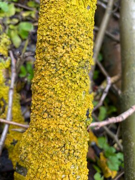Xanthoria wall or goldenrod lichen. Yellow lichen of the Teloschistaceae family, species of the genus Xanthoria