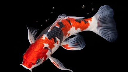 Red white black koi fish . Generative AI