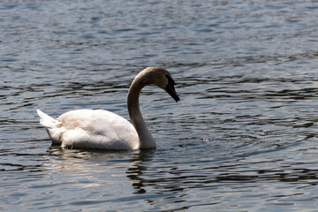 swan on the lake