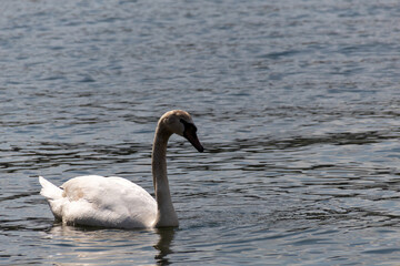 swan on the lake