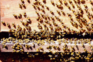 Bienenstock in Nahaufnahme, Einflugloch mit sehr viel Bienen.