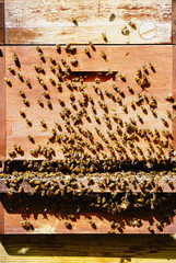 Bienenstock mit Einflugloch und vielen anfliegenden Bienen. Hochformat.