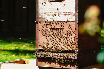 Bienenstock mit Einflugloch und vielen anfliegenden Bienen.