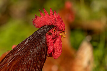 Rooster keeping watch over his hens