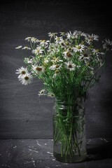 Still life of flowers - summer blooming chamomile on a dark background