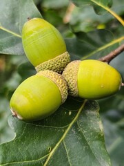 Obraz premium A close-up reveals a cluster of diverse nuts clinging to a sturdy tree