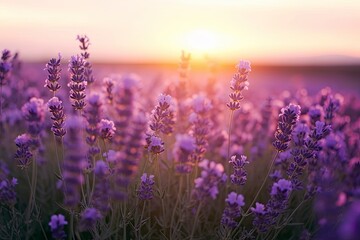Fototapeta premium Close up lavender flowers in beautiful field at sunset.