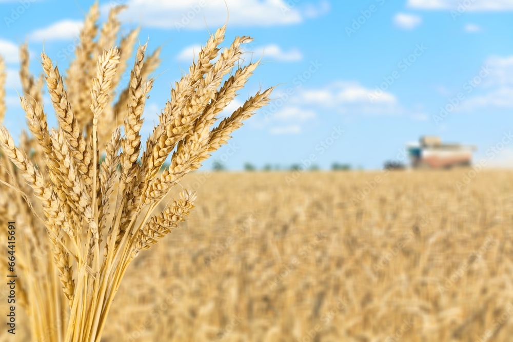 Sticker Bunch of golden weat at the field harvest background.