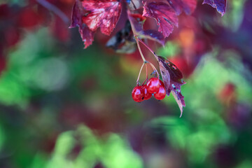 Autumn Viburnum branch