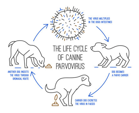 The life cycle of parvovirus in dogs. Canine gastrointestinal disease.