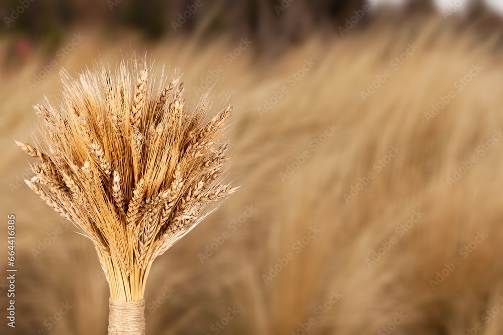 Wall mural Bunch of golden weat at the field harvest background.