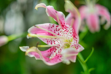 Fototapeta premium ピンクの百合