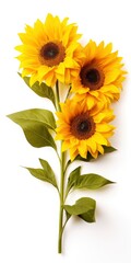 Sunflowers isolated on white background.
