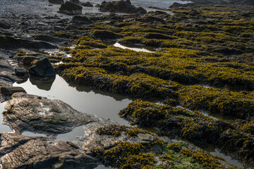 seaweed on the ocean floor after low tide