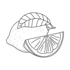 Lemon line icons vector illustration. Hand drawn outline whole citrus, lemon line icon