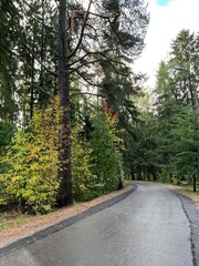 Grey asphalt road for transport passes through a dense forest. Autumn bright landscape with yellow, green and red leaves on trees. Rainy day and cloudy sky. Wet nature plants.